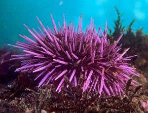 Sea urchins evolving to cope with ocean acidification