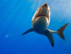 Female great whites reveal long-range mating secrets