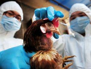 China bird flu may be two mutations from a pandemic