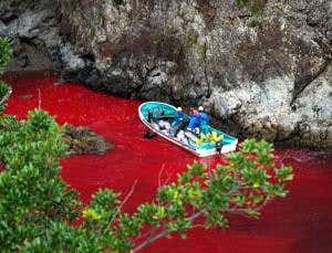 New Japanese method for killing dolphins is inhumane