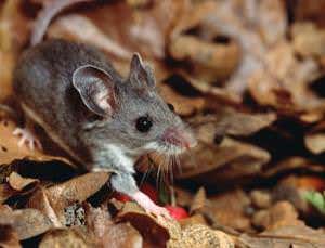 Mouse hepatitis virus may help end chimp research