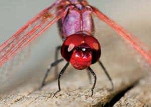 New Scientist. Science news and long reads from expert journalists, covering developments in science, technology, health and the environment on the website and the magazine.