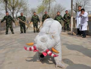 Dress like a bear to catch a bear