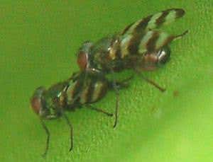 New Scientist. Science news and long reads from expert journalists, covering developments in science, technology, health and the environment on the website and the magazine.