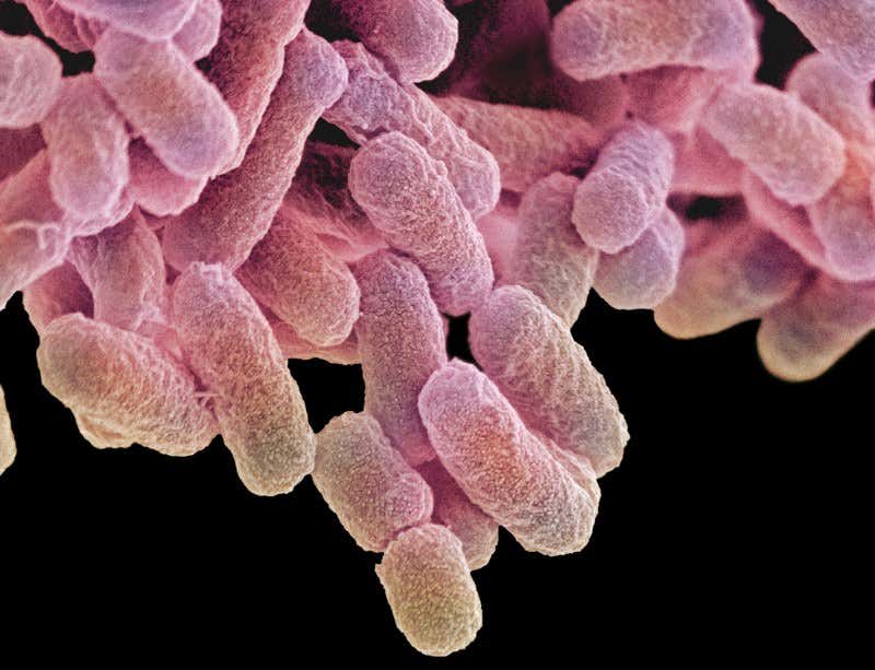 New Scientist. Science news and long reads from expert journalists, covering developments in science, technology, health and the environment on the website and the magazine.