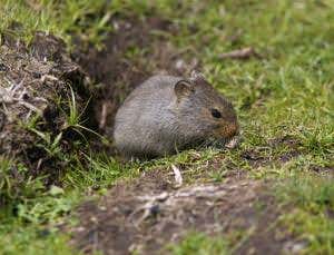 Zoologger: The rat with two faces