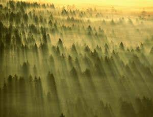 Plants help slow warming – but there's a trade-off