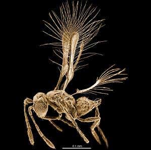 Sharp-eyed bug hunter discovers tiny Tinkerbell fly