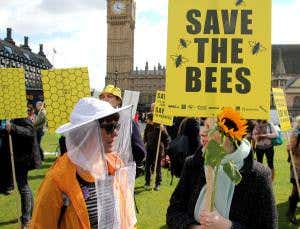 Bees need Europe's pesticide ban, whatever the UK says