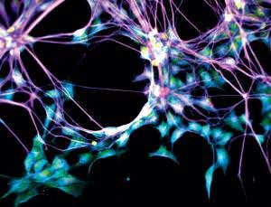 The brain: Milestones of neuroscience