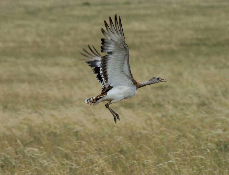 New Scientist. Science news and long reads from expert journalists, covering developments in science, technology, health and the environment on the website and the magazine.