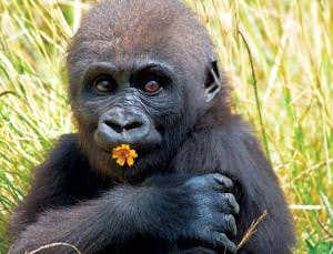 How flower power paved the way for our evolution