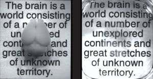 Transparent brains make neuroscience clearer