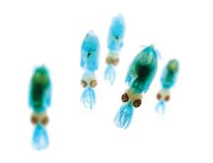 Making art from stripped-down dead animals