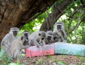 Migrant monkeys munch whatever the locals are having