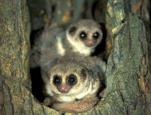 Zoologger: The hibernating lemur that feeds on its tail