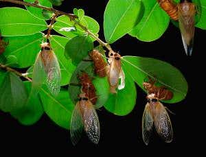The swarm: stand by for the deafening cicada orgy