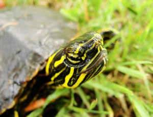 Painted turtles set to become all-female