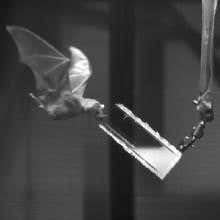 Bristly tongue helps bats grab nectar