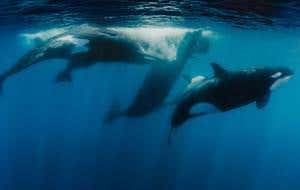 Orcas battle sperm whales in cetacean battle royal