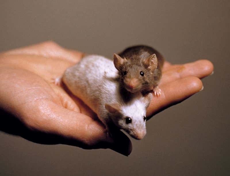 New Scientist. Science news and long reads from expert journalists, covering developments in science, technology, health and the environment on the website and the magazine.