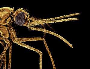 Malaria bug may give mosquitoes a super sense of smell