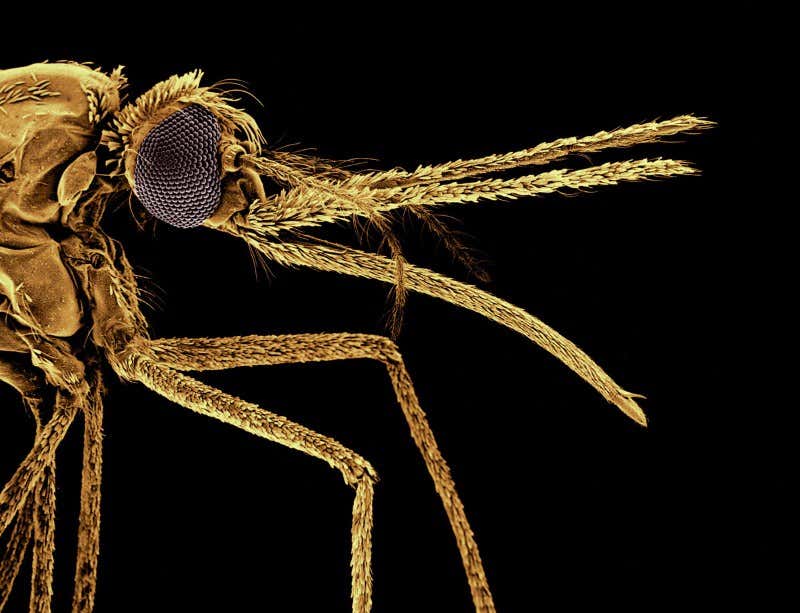 New Scientist. Science news and long reads from expert journalists, covering developments in science, technology, health and the environment on the website and the magazine.