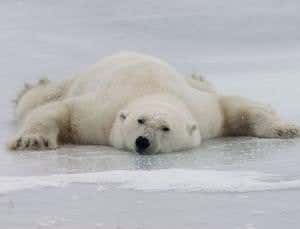 Climate change brings disease threat for polar bears