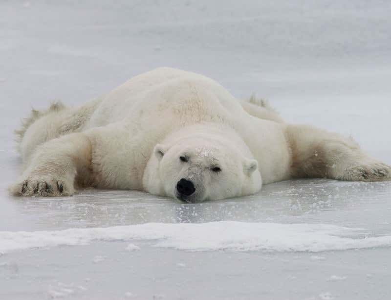 New Scientist. Science news and long reads from expert journalists, covering developments in science, technology, health and the environment on the website and the magazine.