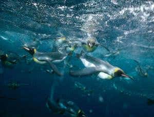 New Scientist. Science news and long reads from expert journalists, covering developments in science, technology, health and the environment on the website and the magazine.