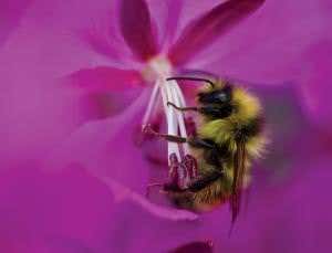 Bees start to buck trend of decline in UK wildlife