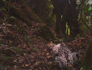 Carefree leopard makes screen debut