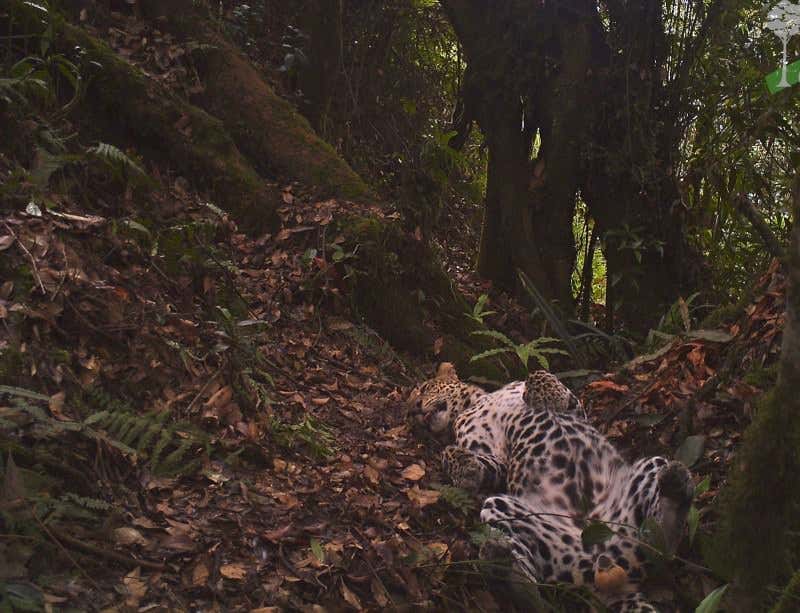 New Scientist. Science news and long reads from expert journalists, covering developments in science, technology, health and the environment on the website and the magazine.