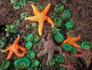 Starfish sacrifice arms to beat the heat