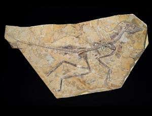 'Dawn bird' sees <i>Archaeopteryx</i> return to bird fold