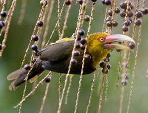 Silent forests are bad news for the trees