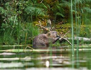 Beavers are born to bite wood, not people