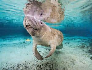 Zoologger: The sea cow with super-sensing hairs