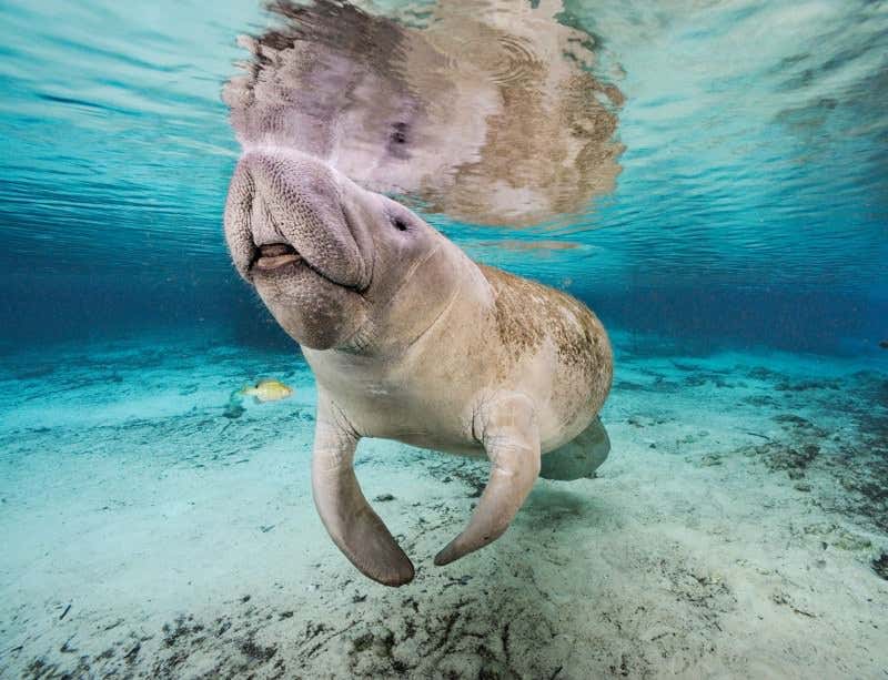 New Scientist. Science news and long reads from expert journalists, covering developments in science, technology, health and the environment on the website and the magazine.