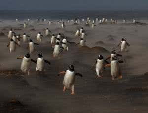 Falklands penguins return home through a sandstorm