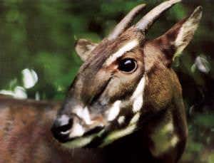 A new apocalypse now: Vietnam's conservation tale