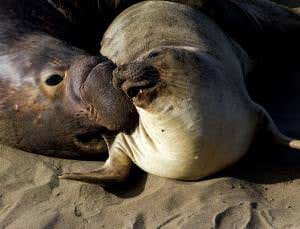 Brutal battles of animal sexes