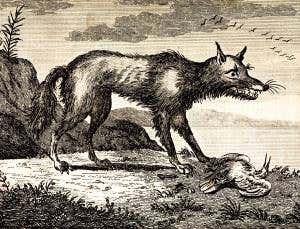 Lone wolf: The beast that shouldn't have been