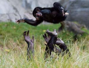 Tracing the roots of human morality in animals