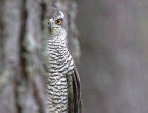 How nature writing can make us care