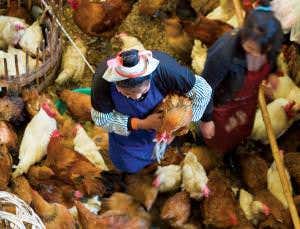 Evolving H7N9 bird flu could close poultry markets