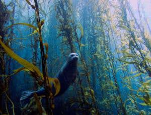Portrait of shy seal in underwater forest wins contest