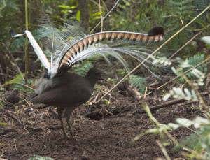 Zoologger: The lyrebird that's a song-and-dance man