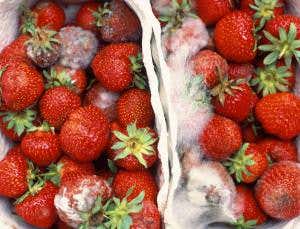 UV rays in your fridge could keep strawberries perfect
