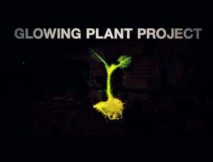 Do glowing house plants take gene tinkering too far?